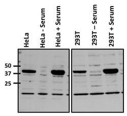 Invitrogen c-Fos Polyclonal Antibody 200 &mu;g; Unconjugated:Antibodies,