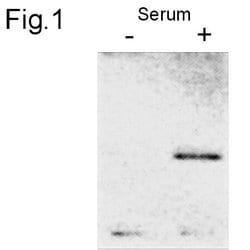 c-Jun Polyclonal Antibody, Invitrogen 200 &mu;g; Unconjugated:Antibodies,
