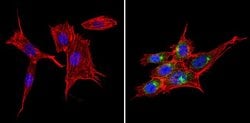 Invitrogen SNX1 Polyclonal Antibody 100 &mu;g; Unconjugated:Antibodies,