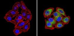 Invitrogen SNX1 Polyclonal Antibody 100 &mu;g; Unconjugated:Antibodies,