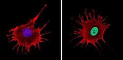 Invitrogen NCoR2 Polyclonal Antibody 100 &mu;g; Unconjugated:Antibodies,