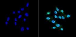 Invitrogen CBP Polyclonal Antibody 100 &mu;g; Unconjugated:Antibodies,
