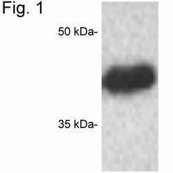 Invitrogen CREB Polyclonal Antibody 100 &mu;g; Unconjugated:Antibodies,