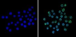 Invitrogen CREB Polyclonal Antibody 100 &mu;g; Unconjugated:Antibodies,