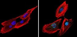 Invitrogen CREB Polyclonal Antibody 100 &mu;g; Unconjugated:Antibodies,