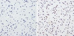 Invitrogen CREB Polyclonal Antibody 100 &mu;g; Unconjugated:Antibodies,