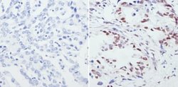 Invitrogen CREB Polyclonal Antibody 100 &mu;g; Unconjugated:Antibodies,