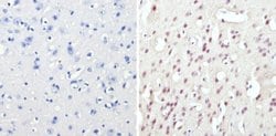 Invitrogen CREB Polyclonal Antibody 100 &mu;g; Unconjugated:Antibodies,