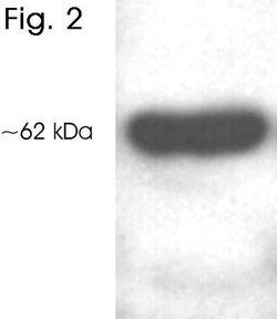 Invitrogen HDAC1 Polyclonal Antibody 100 &mu;g; Unconjugated:Antibodies,