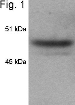 Invitrogen HDAC3 Polyclonal Antibody 100 &mu;g; Unconjugated:Antibodies,