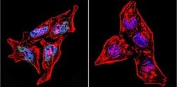 Invitrogen HDAC3 Polyclonal Antibody 100 &mu;g; Unconjugated:Antibodies,