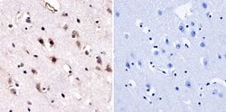 Invitrogen HDAC3 Polyclonal Antibody 100 &mu;g; Unconjugated:Antibodies,