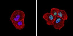 Invitrogen SIN3A Polyclonal Antibody 100 &mu;g; Unconjugated:Antibodies,