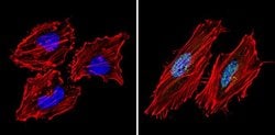 Invitrogen SIN3A Polyclonal Antibody 100 &mu;g; Unconjugated:Antibodies,