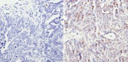 Invitrogen SIN3A Polyclonal Antibody 100 &mu;g; Unconjugated:Antibodies,