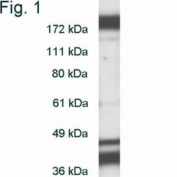Invitrogen DNMT1 Polyclonal Antibody 100 &mu;g; Unconjugated:Antibodies,