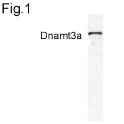 Invitrogen™ DNMT3A Polyclonal Antibody