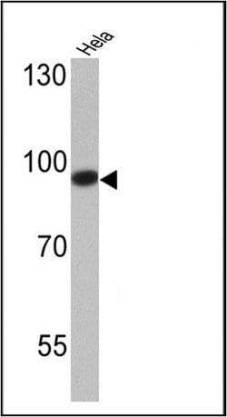 Invitrogen DNMT3B Polyclonal Antibody 100 &mu;g; Unconjugated:Antibodies,