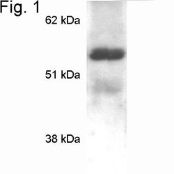 Invitrogen MECP2 Polyclonal Antibody 50 &mu;g; Unconjugated:Antibodies,