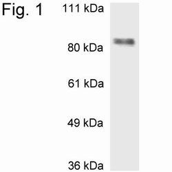 MBD1 Polyclonal Antibody:Antibodies, Polyclonal