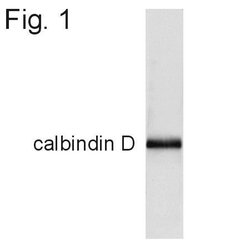 Invitrogen Calbindin D28K Polyclonal Antibody 100 &mu;g; Unconjugated:Antibodies,