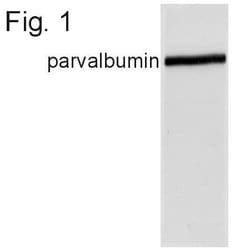Invitrogen Parvalbumin Polyclonal Antibody 100 &mu;g | Buy Online | Invitrogen&trade; | Fisher Scientific