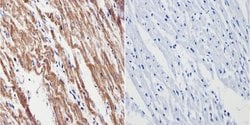 Invitrogen VDAC Polyclonal Antibody 100 &mu;g; Unconjugated:Antibodies,