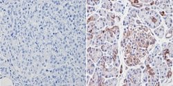 Invitrogen VDAC Polyclonal Antibody 100 &mu;g; Unconjugated:Antibodies,