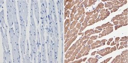 Invitrogen VDAC Polyclonal Antibody 100 &mu;g; Unconjugated:Antibodies,