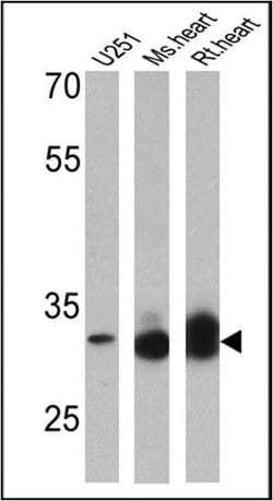 Invitrogen VDAC Polyclonal Antibody 100 &mu;g; Unconjugated:Antibodies,