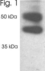 Thumbnail_PSMD2 Polyclonal Antibody, Invitrogen 100 &mu;L; Unconjugated:Antibodies