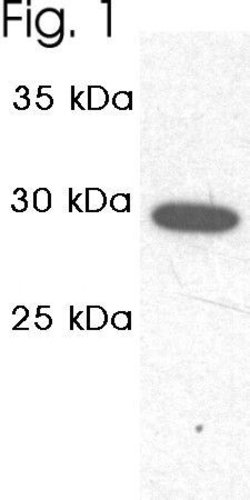 Invitrogen PSMA1 Polyclonal Antibody 100 &mu;g; Unconjugated:Antibodies,