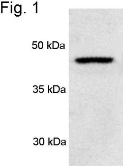 PSMC3 Polyclonal Antibody, Invitrogen 100 &mu;L; Unconjugated:Antibodies,