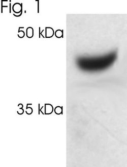 Invitrogen PSMC2 Polyclonal Antibody 100 &mu;L; Unconjugated:Antibodies,