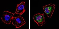 Invitrogen PSMD3 Polyclonal Antibody 100 &mu;g; Unconjugated:Antibodies,