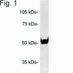 PSMD5 Polyclonal Antibody, Invitrogen 100 &mu;g; Unconjugated:Antibodies