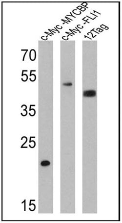 Invitrogen Myc Tag Polyclonal Antibody 100 &mu;L; Unconjugated:Antibodies,