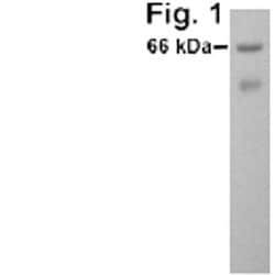 Invitrogen PKR Polyclonal Antibody 100 &mu;g; Unconjugated:Antibodies,