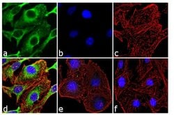Phospho-HSP27 (Ser85) Rabbit anti-Human, Rat, Polyclonal, Invitrogen 100 &mu;g | Buy Online | Invitrogen | Fisher Scientific