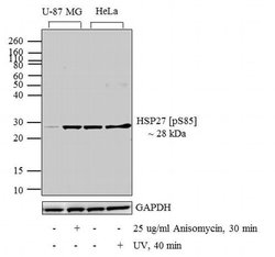 Phospho-HSP27 (Ser85) Rabbit anti-Human, Rat, Polyclonal, Invitrogen 100 &mu;g | Buy Online | Invitrogen | Fisher Scientific