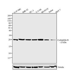 Invitrogen Cyclophilin B Polyclonal Antibody 100 &mu;g; Unconjugated:Antibodies,