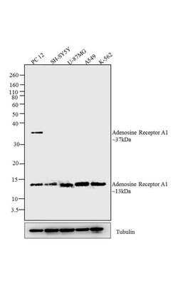 Invitrogen ADORA1 Polyclonal Antibody 100 &mu;L | Buy Online | Invitrogen&trade; | Fisher Scientific