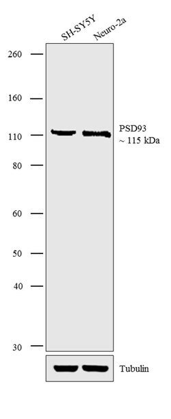 Invitrogen PSD93 Polyclonal Antibody 100 &mu;g; Unconjugated:Antibodies,