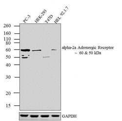 Invitrogen alpha-2a Adrenergic Receptor Polyclonal Antibody 100 &mu;L;