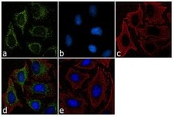 Invitrogen Furin Polyclonal Antibody 100 &mu;L; Unconjugated:Antibodies,