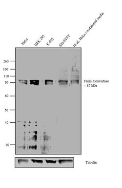 Invitrogen Furin Polyclonal Antibody 100 &mu;L; Unconjugated:Antibodies,
