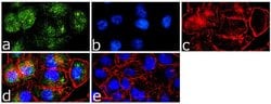Invitrogen Caveolin 1 Polyclonal Antibody 100 &mu;g; Unconjugated:Antibodies,