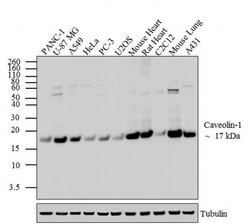 Invitrogen Caveolin 1 Polyclonal Antibody 100 &mu;g; Unconjugated:Antibodies,