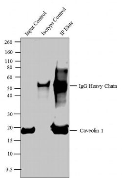 Invitrogen Caveolin 1 Polyclonal Antibody 100 &mu;g; Unconjugated:Antibodies,