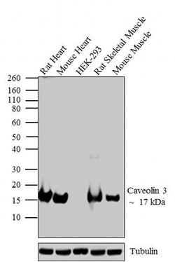 Invitrogen Caveolin 3 Polyclonal Antibody 100 &mu;g; Unconjugated:Antibodies,